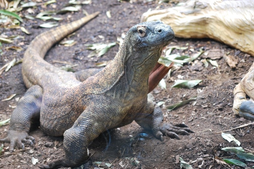 komodo dragon outdoors