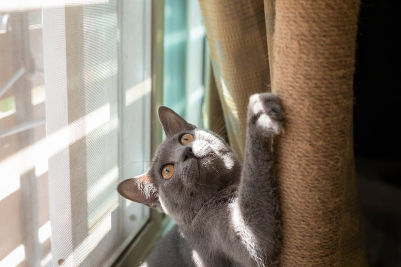 korat cat scratching