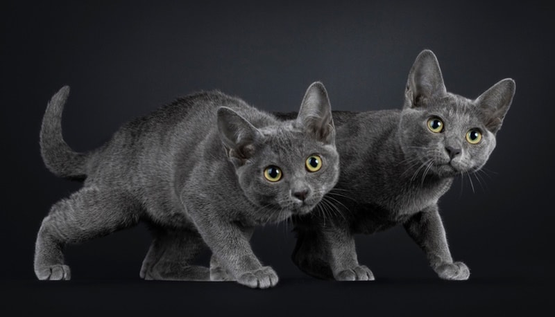 korat kittens in black background