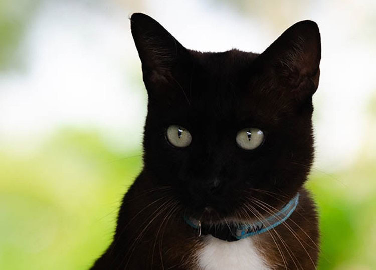 korn ja cat close up