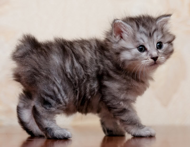 kurilian bobtail kitten