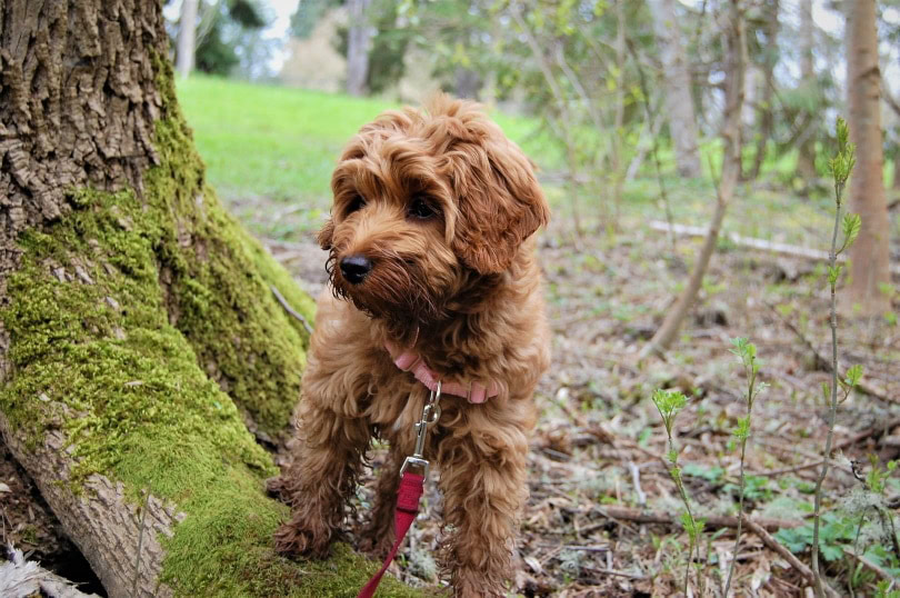 labradoodle puppy