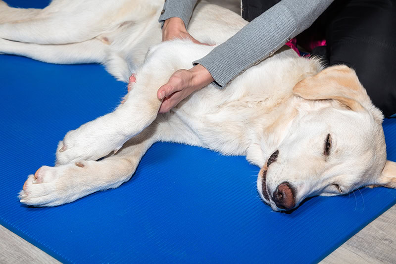 labrador getting a massage