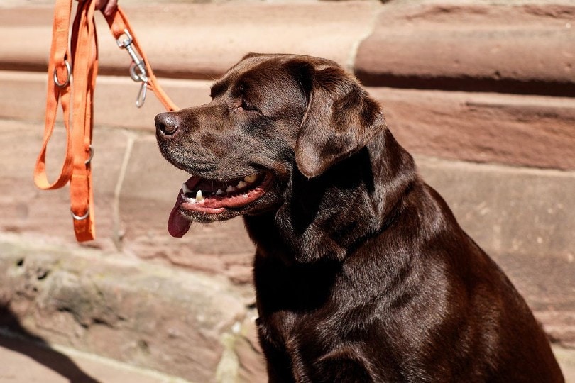 labrador dog in a leash