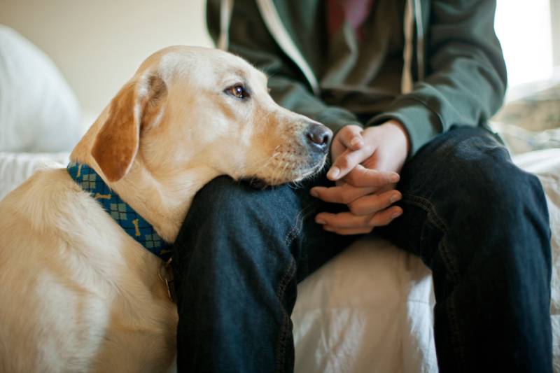 labrador dog resting its head on its owners lap