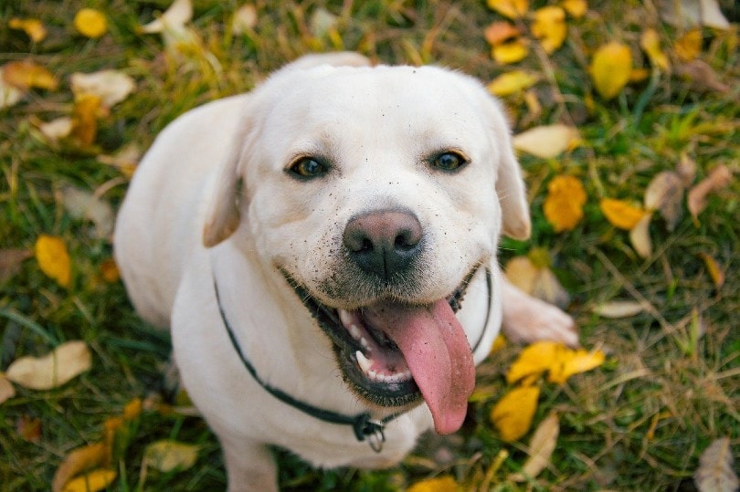 labrador retriever in autumn