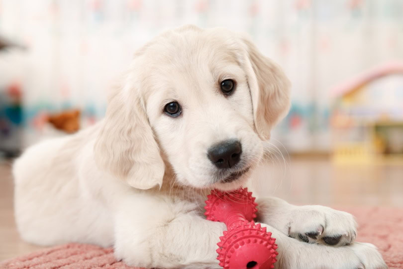 labrador retriever puppy playing toy