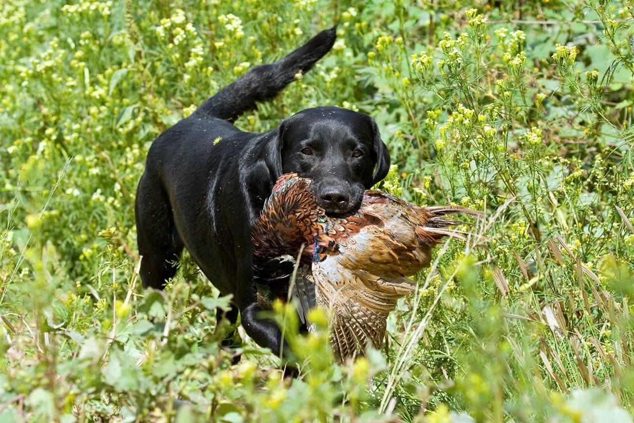 labrador retriever with bird