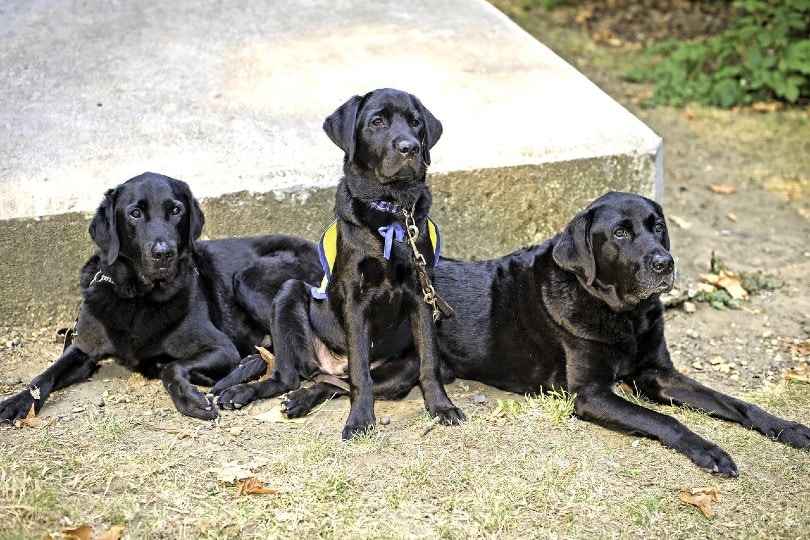 labrador service dogs