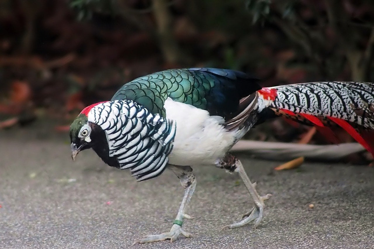 lady amherst pheasant
