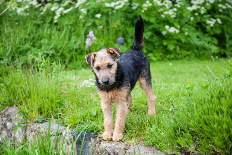 lakeland-terrier_eventsfb_Pixabay