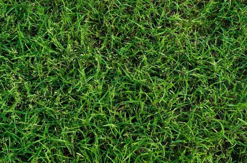 landscaped bermuda grass