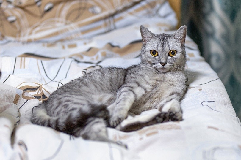 large British Shorthair gray striped cat