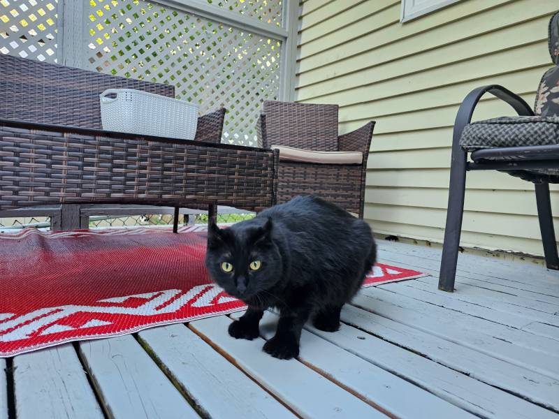 large black highlander cat nervously exploring a back deck