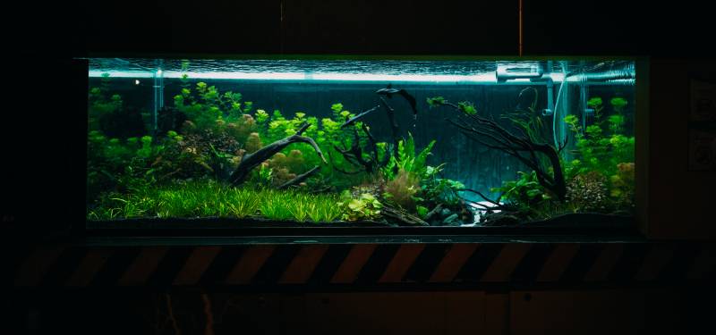 large freshwater aquarium with fishes