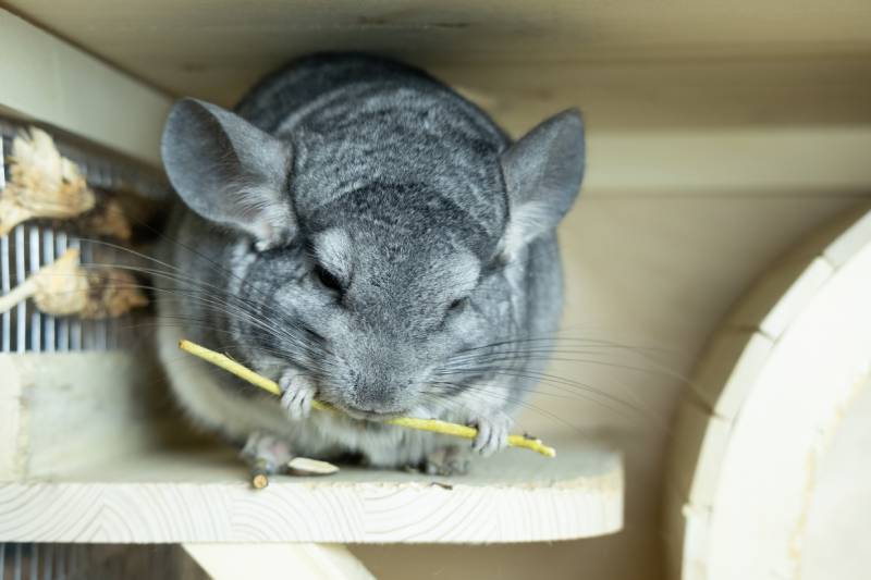 large gray chinchilla sits in a cage and eats a herbal stick