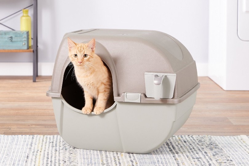 large orange cat on litter box
