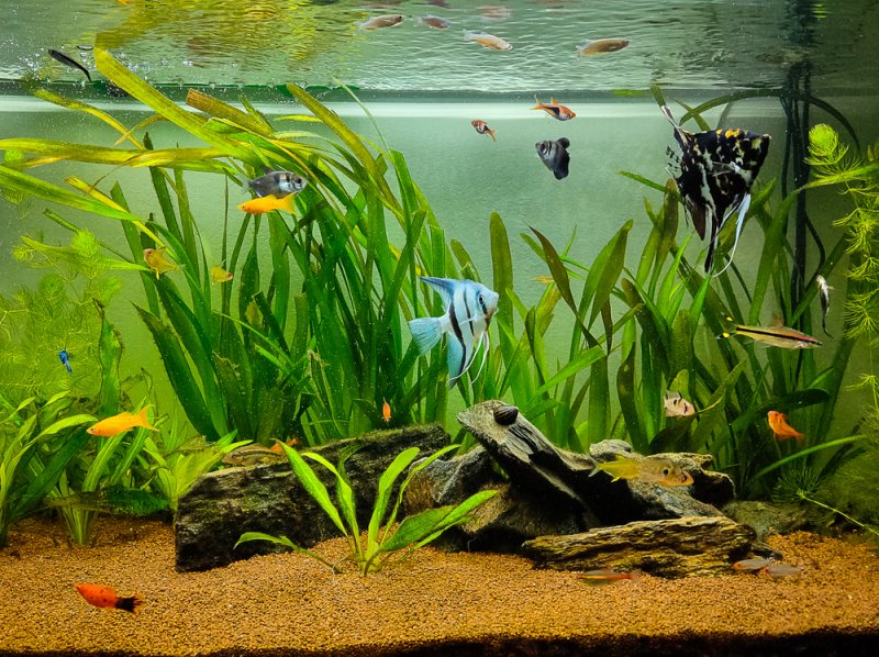 large-planted-tank-with-sand-amazon-sword-plant-angelfish-cichlids