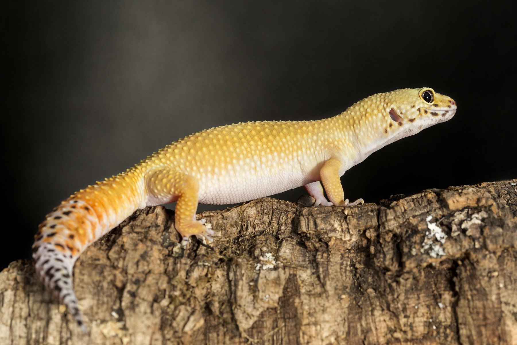 Lateral view of a leopard gecko