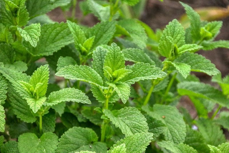 lemon balm herb leaves