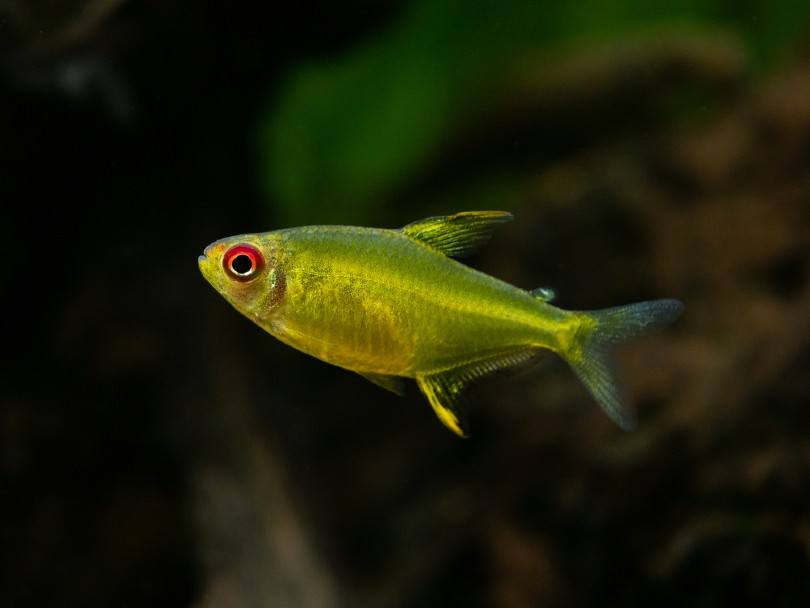 lemon tetra