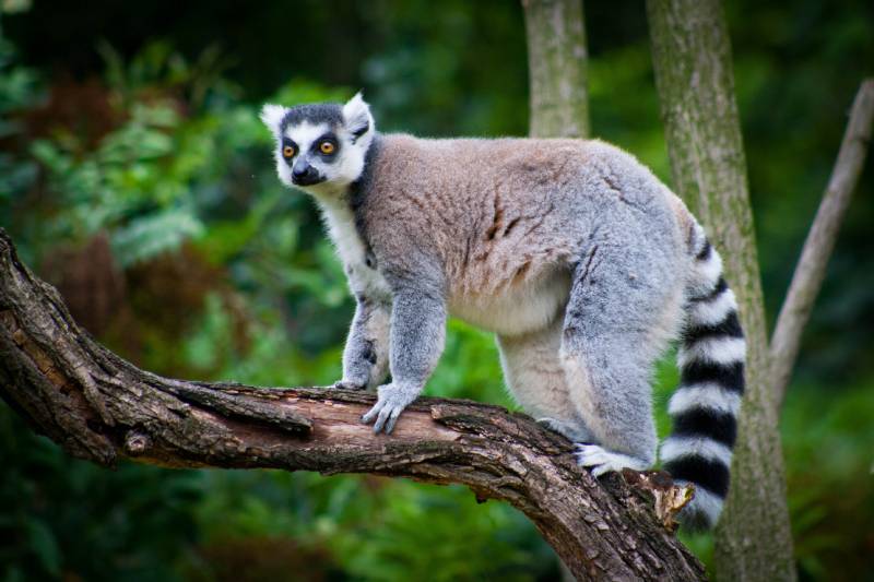 lemur