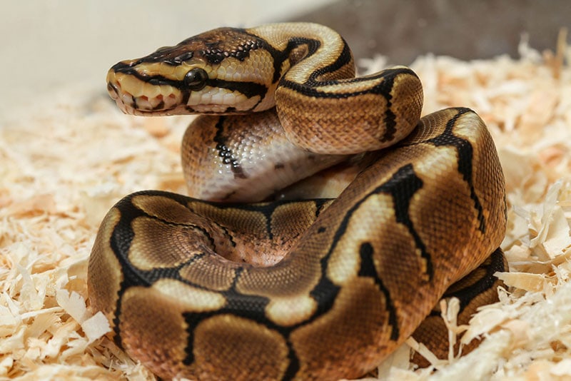 leopard ball python snake coiling up