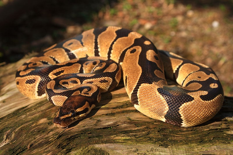 leopard ball python snake on a trunk
