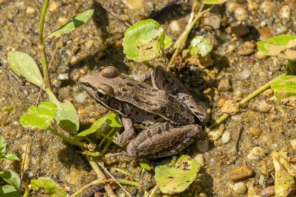 leopard frog