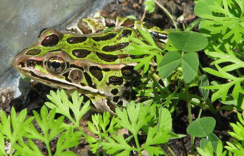 leopard frog hiding