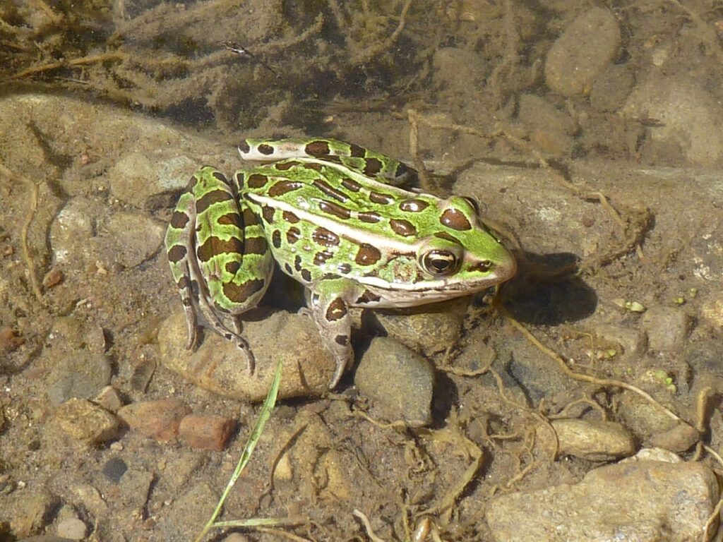 leopard frog in a pond