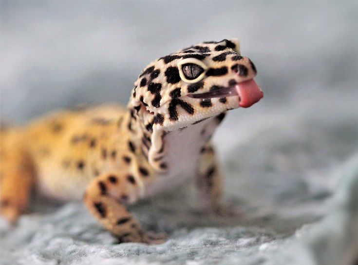 leopard gecko