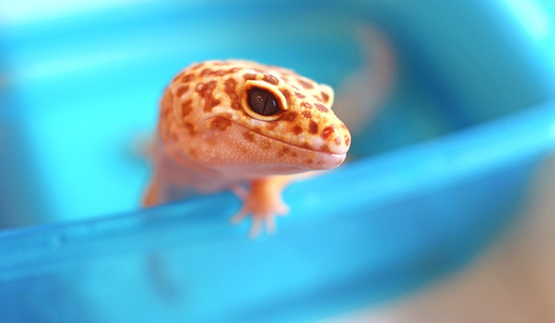 leopard gecko bath
