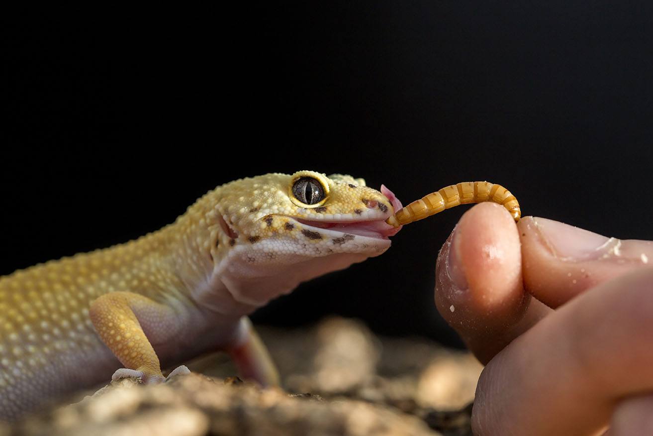 leopard gecko eating mealworm