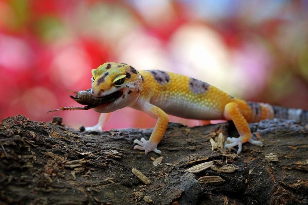 leopard gecko eating