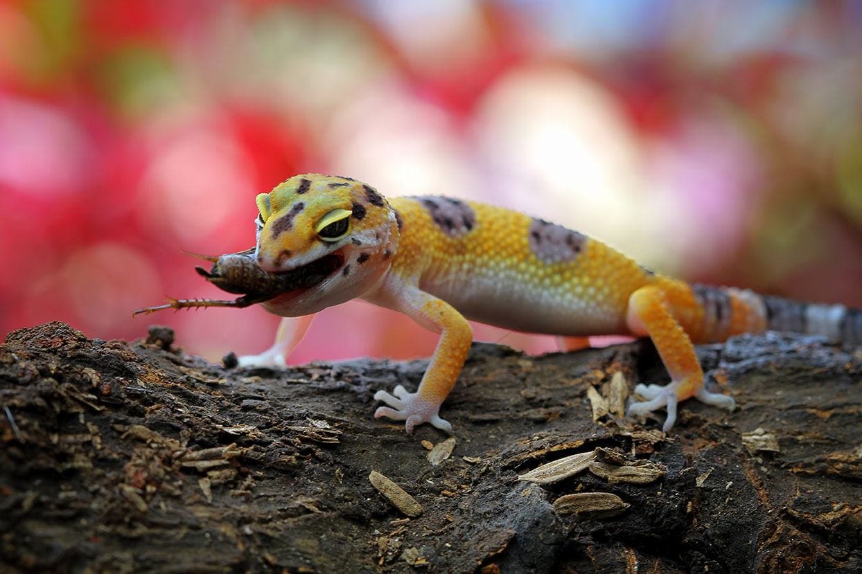 leopard gecko eating