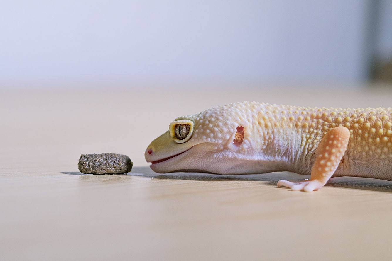 leopard gecko gazing its meal