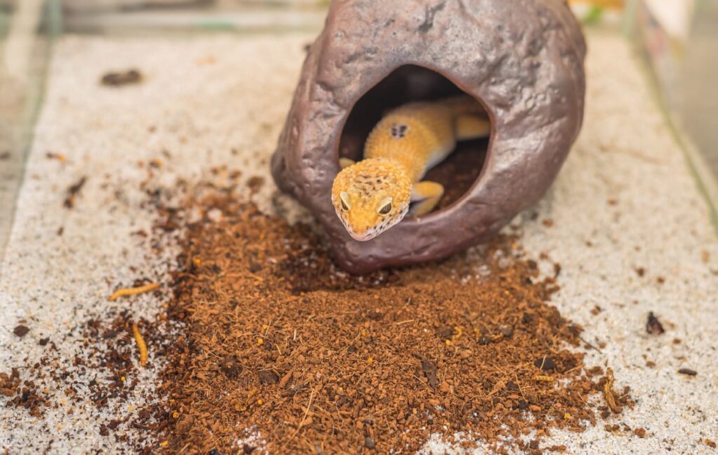 leopard gecko in its moist hide