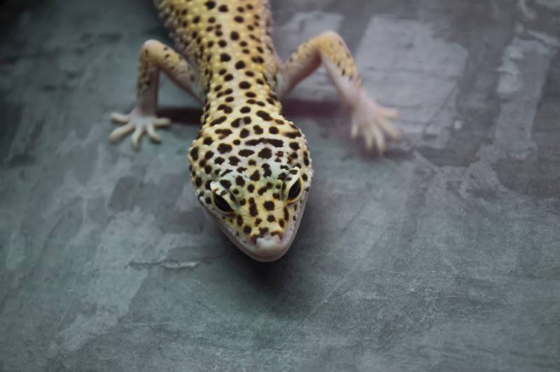 leopard gecko with eclipse morph