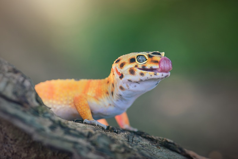 leopard gecko with tongue out