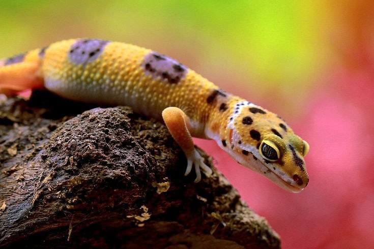leopard gecko