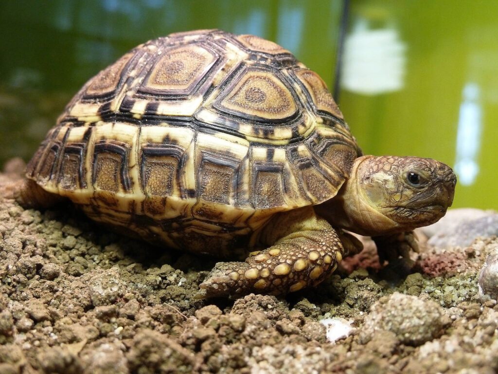 leopard tortoise inside a tank