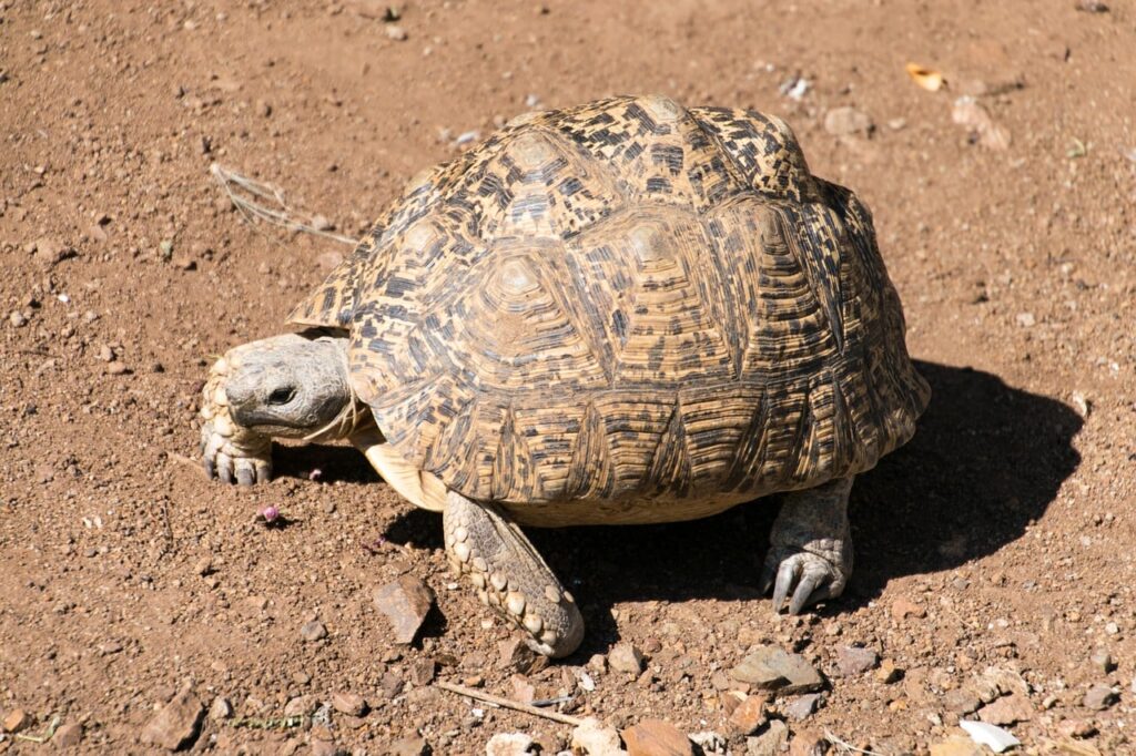 leopard tortoise on the dirt