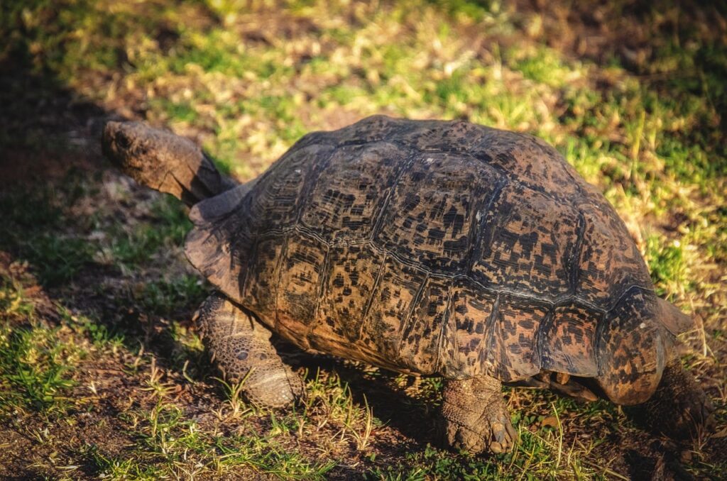 leopard tortoise on the grass