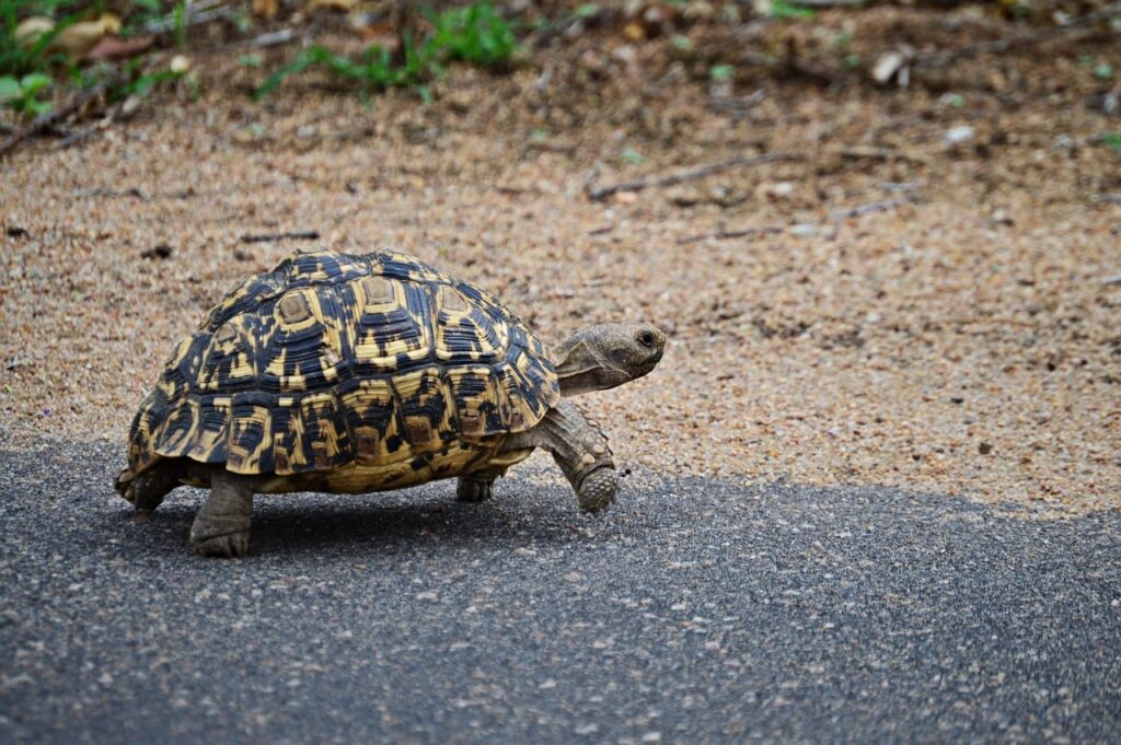 leopard tortoise walking on the road