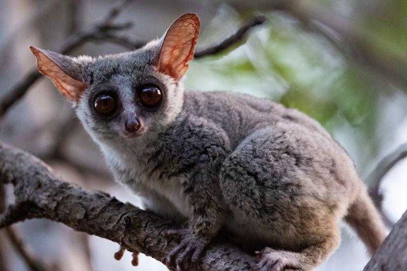 lesser bushbaby