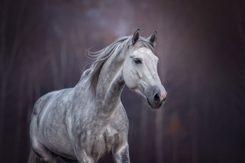 light dapple gray arabian horse running in the field