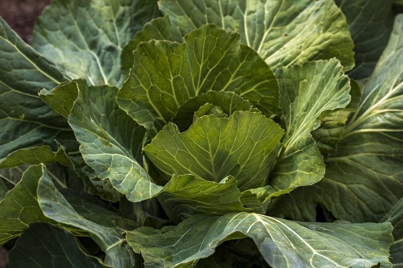light green cabbage