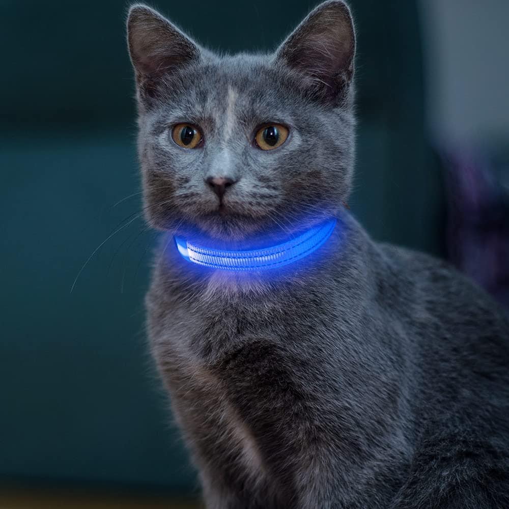 light up collar Vizpet
