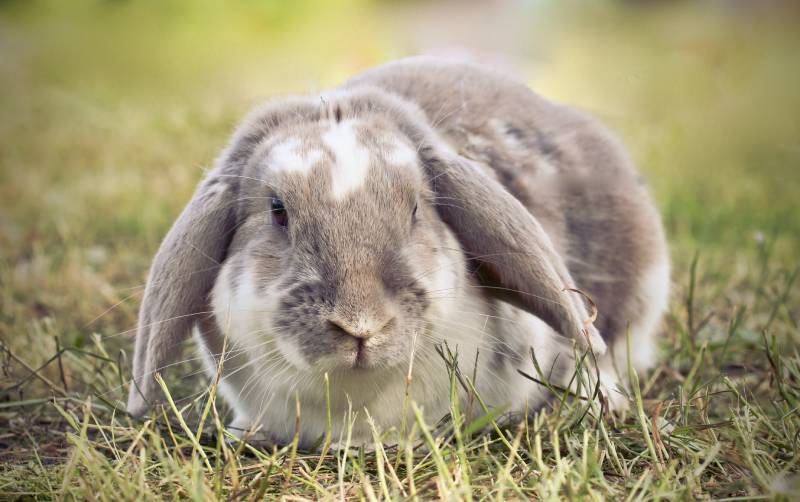 lilac and white lop rabbit mix sitting in short dry grass